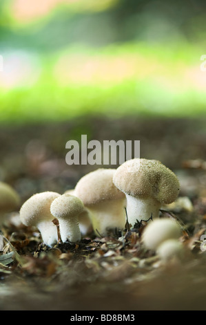 Lycerpodon Perlatum. Puffball mushrooms in an english woodland. Oxfordshire. UK Stock Photo