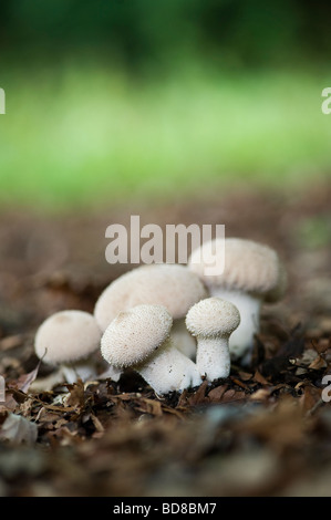 Lycerpodon Perlatum. Puffball mushrooms in an english woodland. Oxfordshire. UK Stock Photo