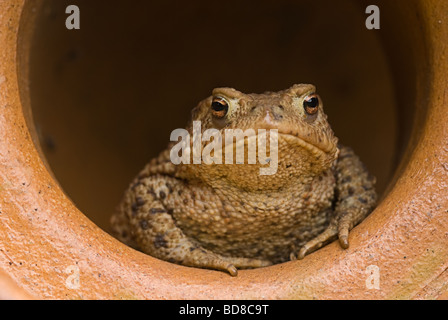 Adult common toad protecting itself and sheltering inside an empty flower pot Stock Photo
