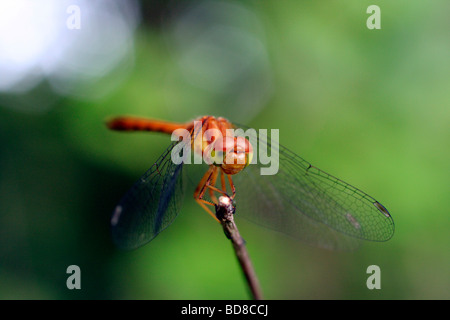 Ruby Meadowhawk Dragonfly Stock Photo
