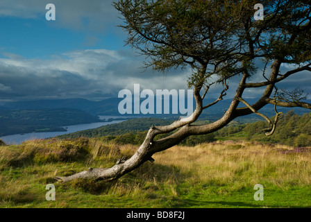 Wind-bent tree and view of Lake Windermere, from Gummers How, Lake District National Park, Cumbria, England UK Stock Photo