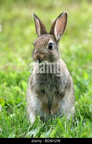 European Rabbit Oryctolagus cuniculus Standing In Grass At Martin Mere WWT, Lancashire UK Stock Photo