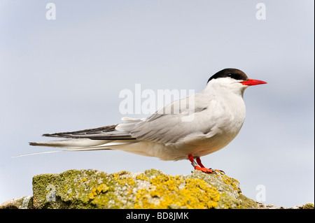 Arctic Tern Sterna paradisaea on Inner Farne part of the Farne Islands in on the Northumberland coast. Stock Photo
