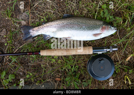 Rainbow trout caught at Newhouse farm trout Fisheries Devon England