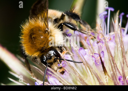 Brown-banded Carder Bee Bombus humilis Stock Photo