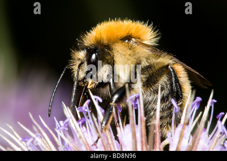 Brown-banded Carder Bee Bombus humilis Stock Photo