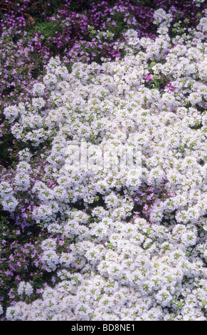 thyme Thymus serphyllum Snowdrift Stock Photo