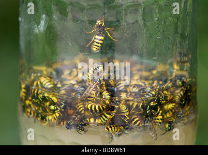 wasps caught in jar filled with sugar and water Stock Photo