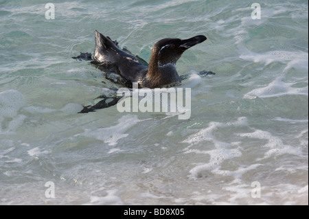 Galapagos Penguin (Spheniscus mendiculus) Sombrero Chino off southeast tip of Santiago Galapagos Islands Ecuador Pacific Ocean Stock Photo