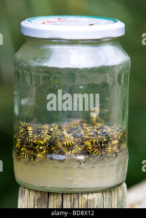 wasps caught in jar filled with sugar and water Stock Photo