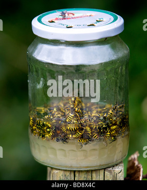 wasps caught in jar filled with sugar and water Stock Photo