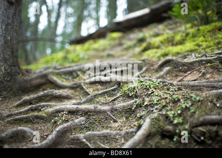 Exposed tree roots on a forested hillside.  Banff National Park, Alberta, Canada. Stock Photo