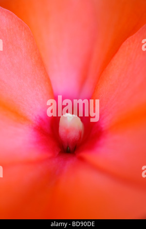 gorgeous orange impatien bloom fine art photography Jane Ann Butler Photography JABP539 Stock Photo