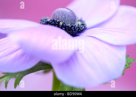 soft and romantic purple anemone flower head on lilac fine art photography Jane Ann Butler Photography JABP532