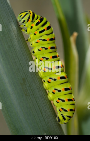 Swallowtail butterfly caterpillar (Papilio machaon) Stock Photo