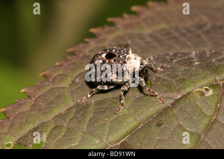 Figwort weevil Cionus scrophulariae Curculionidae on figwort UK Stock Photo