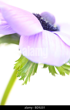 soft and romantic anemone still life on white fine art photography Jane Ann Butler Photography JABP529 Stock Photo