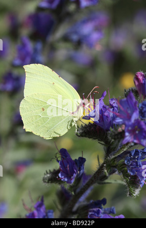 Brimstone Butterfly Gonepteryx rhamni Feeding on Vipers Bugloss Echium vulgare Stock Photo