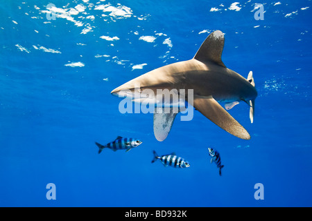 oceanic whitetip shark, Carcharhinus longimanus, with pilot fish, Naucrates ductor, Kona, Big Island, Hawaii, Pacific Ocean Stock Photo