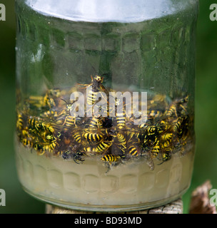 wasps caught in jar filled with sugar and water Stock Photo