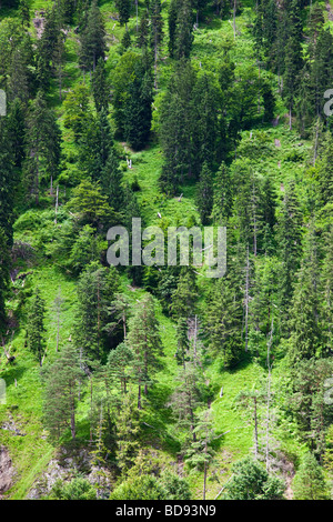 Evergreen trees, conifers, pines, forest on a steep hillside Stock Photo