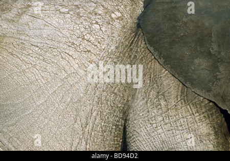 Skin detail of an african circus elephant, Bremen, Germany Stock Photo