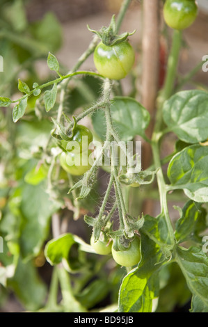 Close up of young unripened leafy cherry tomato plants with green tomatoes supported by bamboo stick Stock Photo