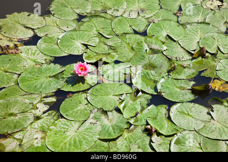 Water lillies on a pond with one pink flower Stock Photo