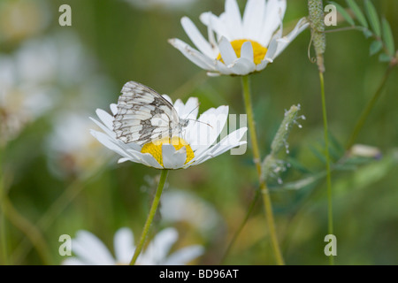 Marbled White butterfly Melanargia galathea on an Ox eye Daisy Leucanthemum vulgare flower Stock Photo