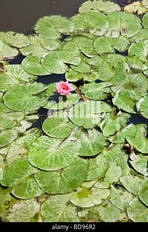 Water lilies on a pond with one pink flower Stock Photo