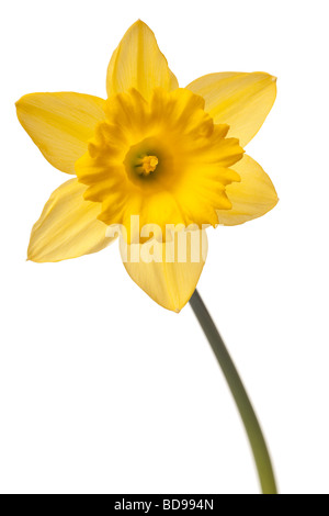 yellow daffodil isolated on a white background Stock Photo