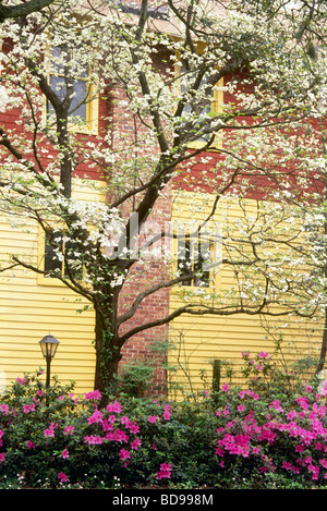 Historic clapboard home in American south surrounded by dramatic spring blooming dogwood tree and pink azalea bushes Stock Photo