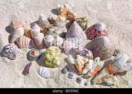 A selection of colourful seashells found on one beach in Taveuni, Fiji Stock Photo