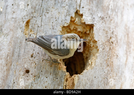 Brown headed Nuthatch perched at Nest Cavity Stock Photo