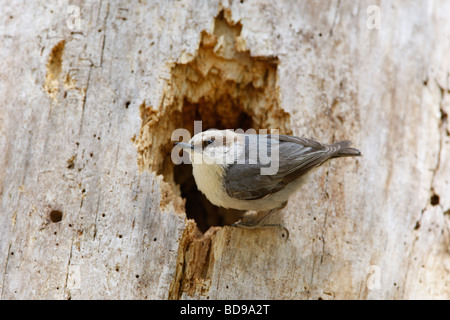 Brown headed Nuthatch perched at Nest Cavity Stock Photo