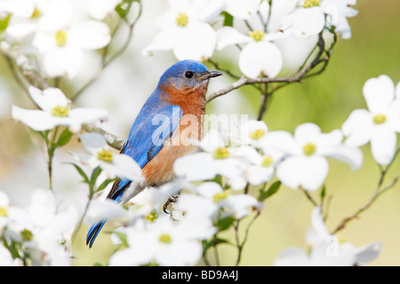 Eastern Bluebird perched in Dogwood Tree Stock Photo