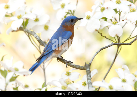 Eastern Bluebird perched in Dogwood Tree Stock Photo