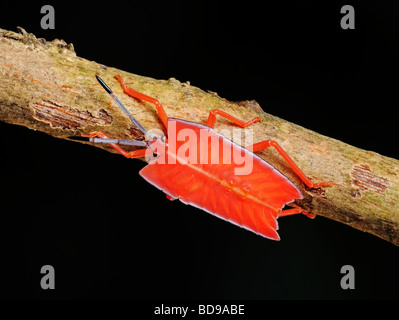 orange stink bug in the parks Stock Photo - Alamy