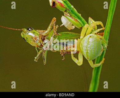 caarb spider eating a bee Stock Photo