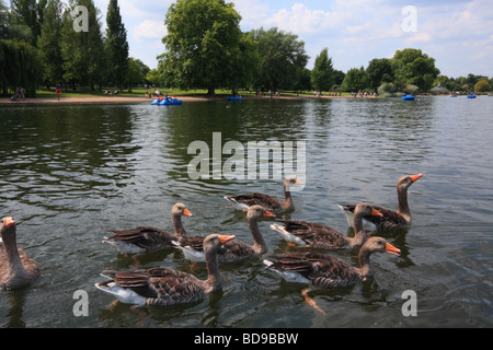 Wild fowl in Hyde Park, London, UK Stock Photo