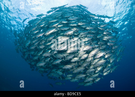 Schooling big eye jackfish, Tubbataha, Philippines Stock Photo