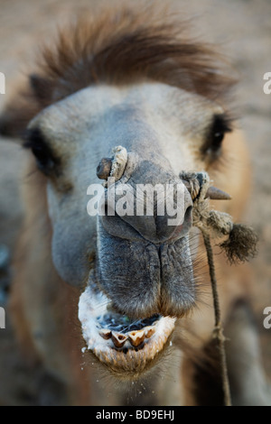 A Bactrian (two-humped) camel in Kyzyl Kum Desert in Uzbekistan. Stock Photo