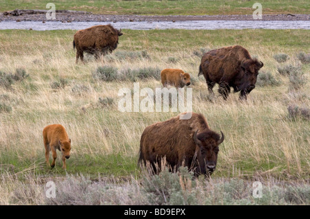 Female bison with calves Stock Photo