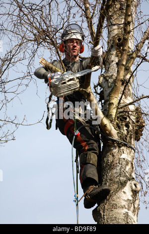Young Danish forester in full timber felling gear felling a tall birch tree with his power chain saw in Denmark, Scandinavia Stock Photo