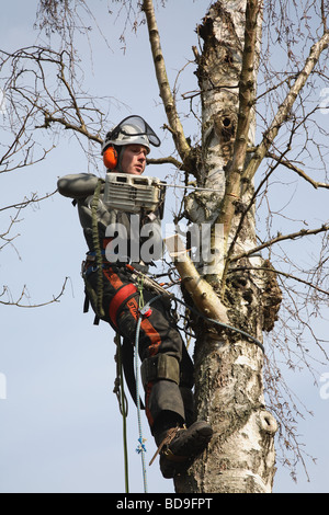 Young Danish forester in full timber felling gear felling a tall birch tree with his power chain saw in Denmark, Scandinavia Stock Photo