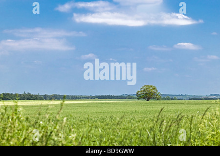 field of green wheat and single round tree. Spring in Charente Maritime France Stock Photo