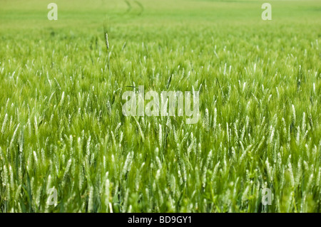 wheat field in spring . one ear out of the mass Stock Photo