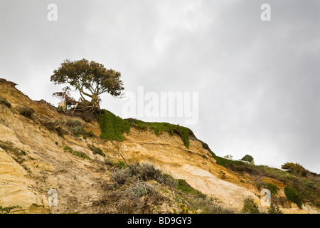 A landslip and erosion of sandstone cliffs at Alum Chine beach, Bournemouth, Dorset. UK. Stock Photo