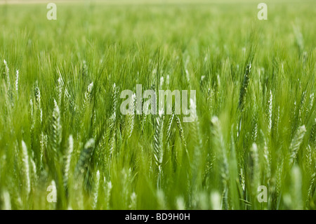 closeup of unripe wheat Stock Photo