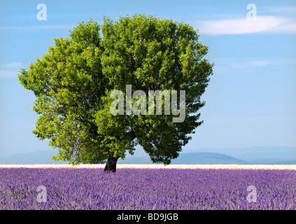 Tree in a lavender field Valensole plateau, Provence, France Stock Photo